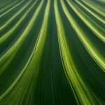 Tendencias globales y regionales en Agromarketing